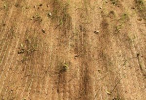 Biomanta Fibra de Coco